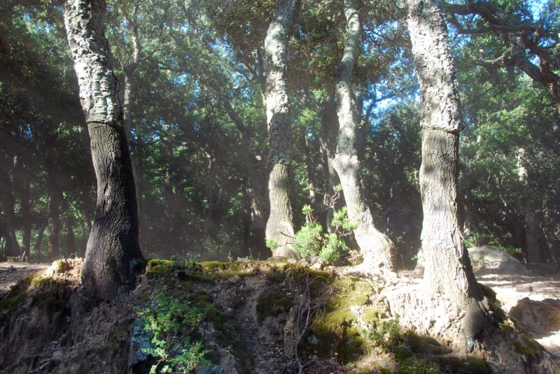 pirenei201320.jpg