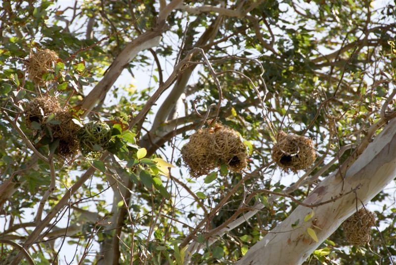 senegal_web12.jpg