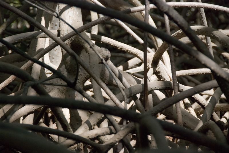 senegal_web163.jpg