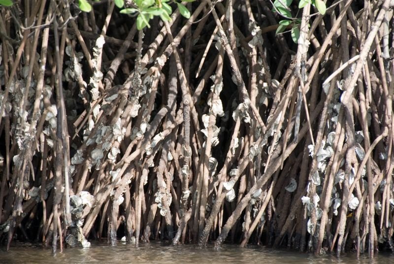 senegal_web166.jpg