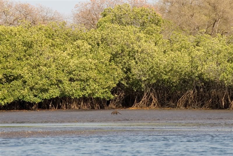 senegal_web169.jpg