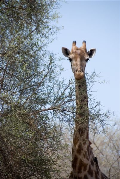 senegal_web185.jpg