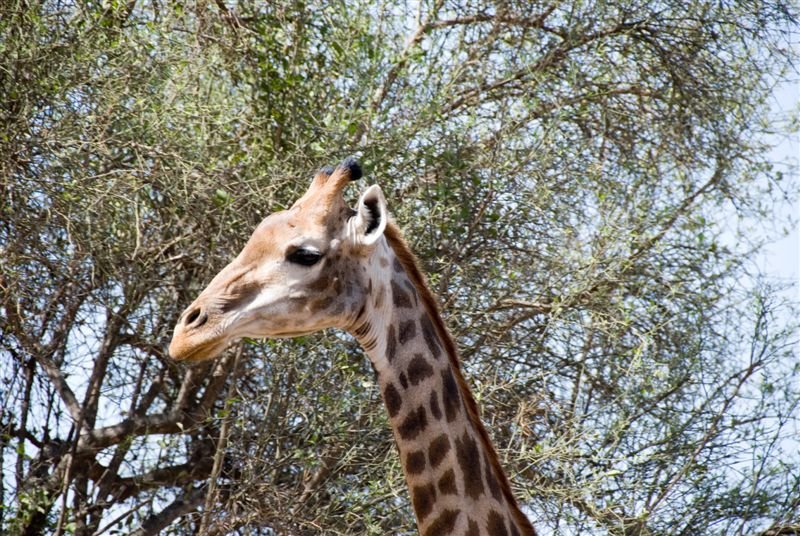 senegal_web186.jpg