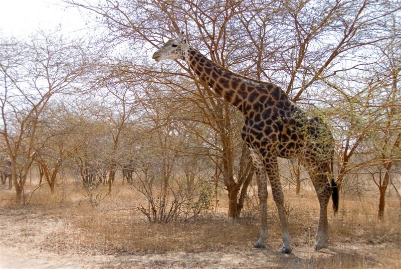 senegal_web193.jpg