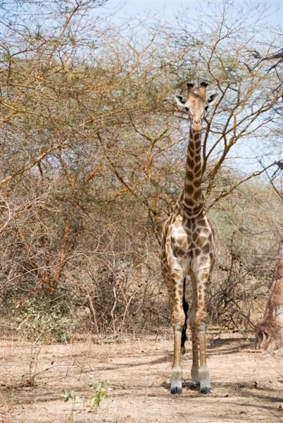 senegal_web196.jpg