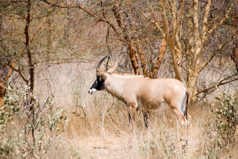 senegal_web198.jpg