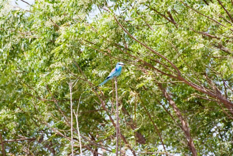 senegal_web207.jpg