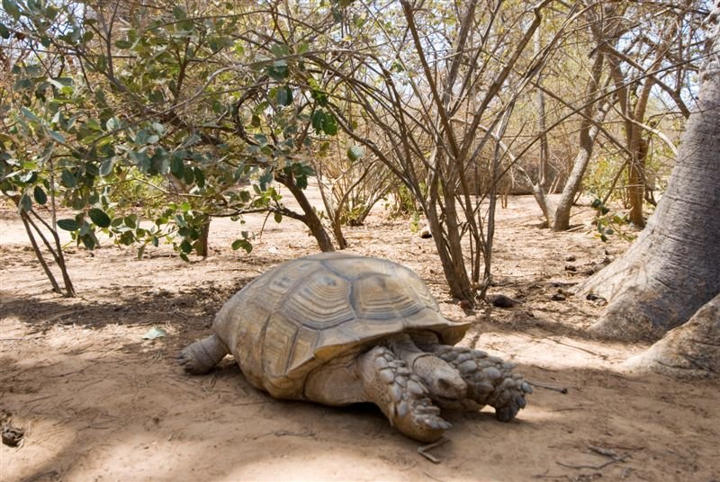 senegal_web218.jpg