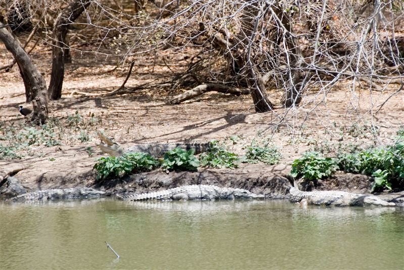 senegal_web221.jpg