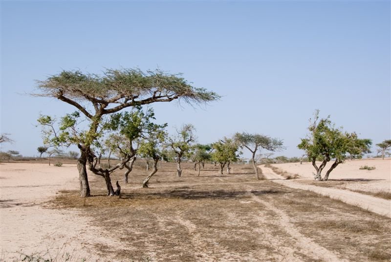 senegal_web346.jpg