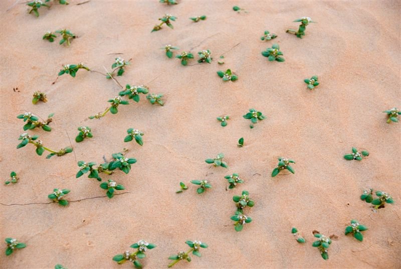 senegal_web392.jpg
