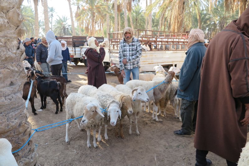 algeriatunisia312.jpg