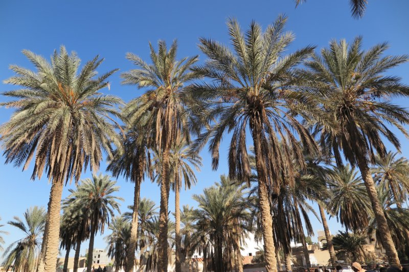 algeriatunisia320.jpg